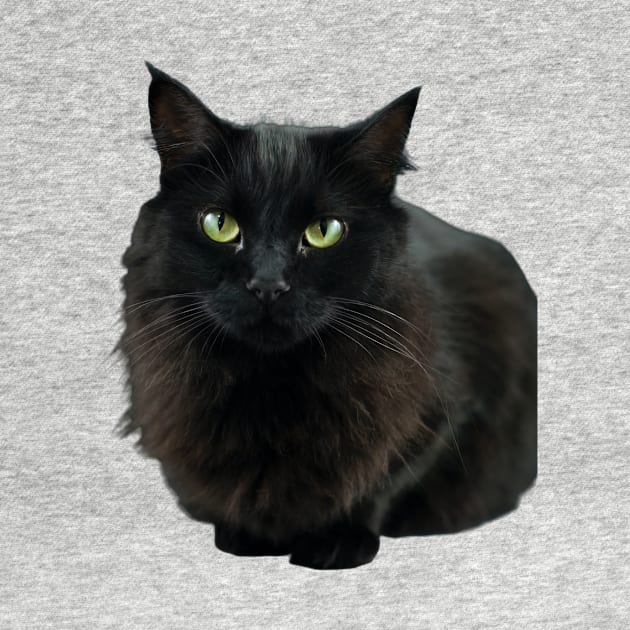 Black Cat Image by Joys of Life